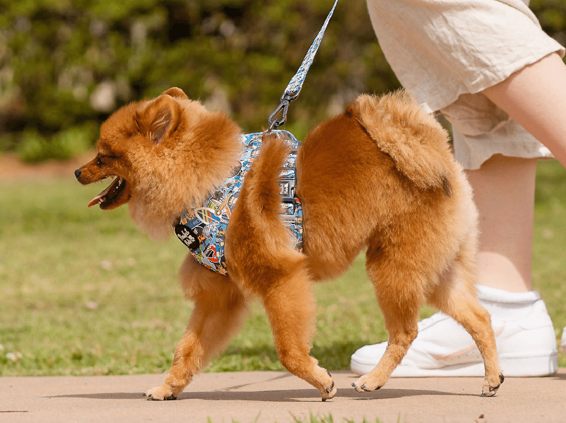 Best harness for outlet chow chow