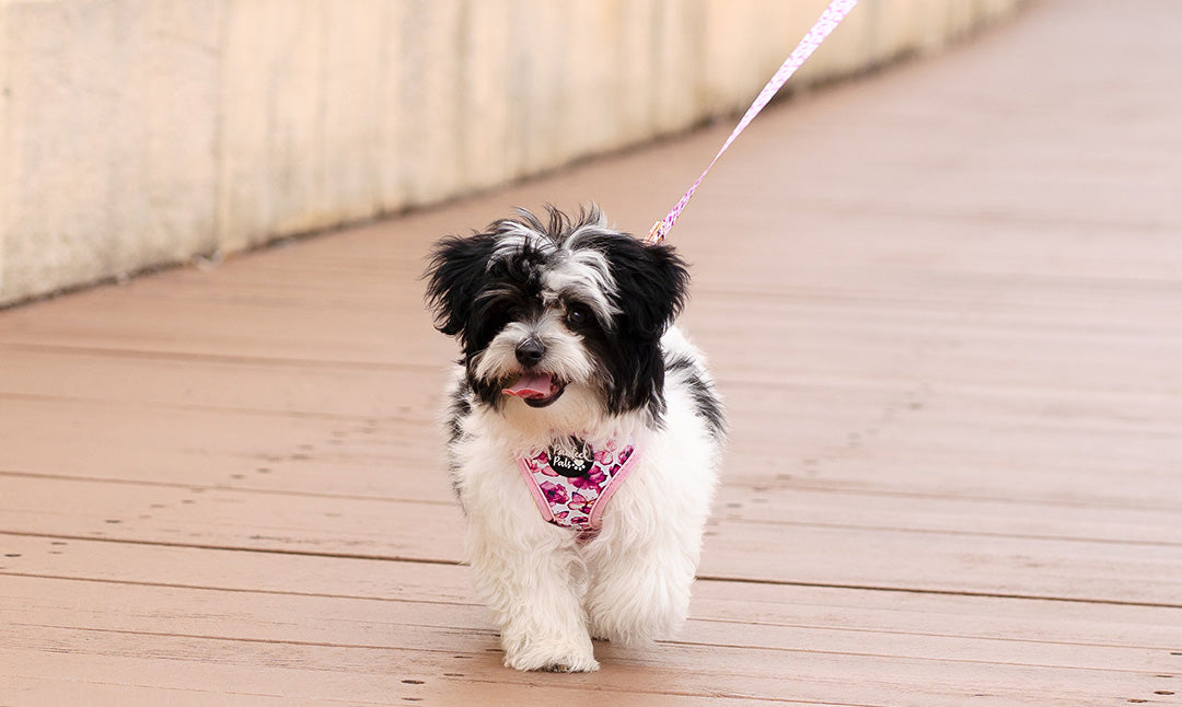 Happy dog in You Give me Butterflies reversible harness and vegan leather lead going on a walk.