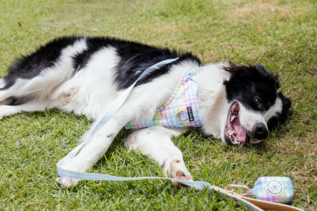 Dog laying on grass in walking accessories.