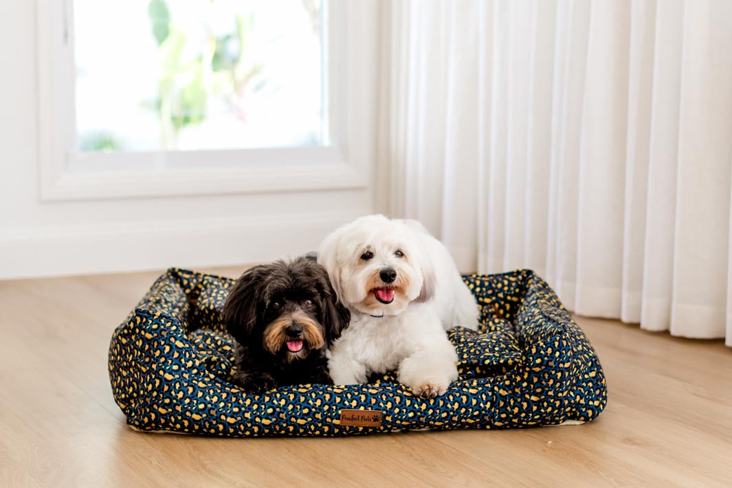 AmbassaDOGS Ted and Piper on the Midnight Leopard Snuggle Bud dog bed.