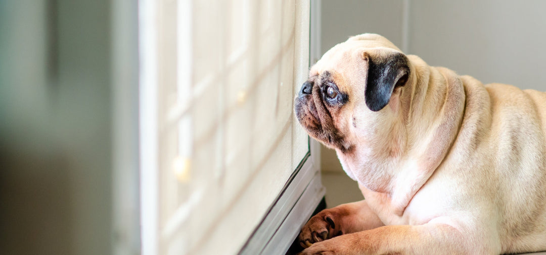 dog waiting at door