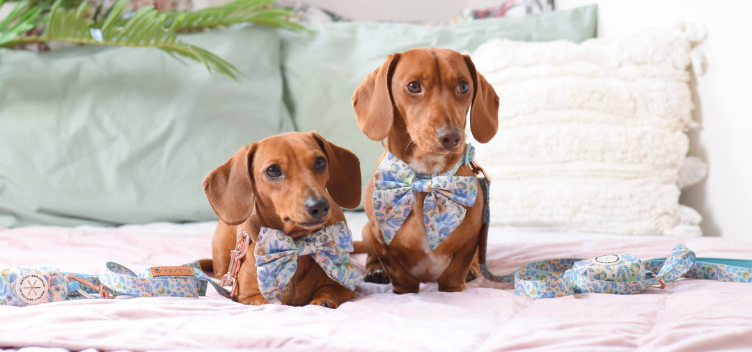 once upon a flower worn by sadie and louis the dachshund