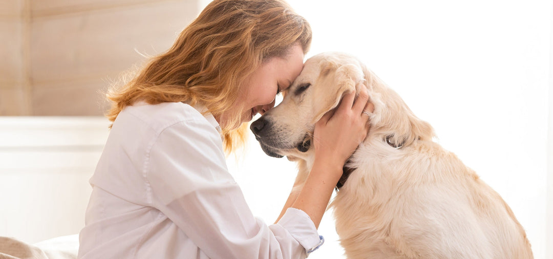 dog being cuddled by owner