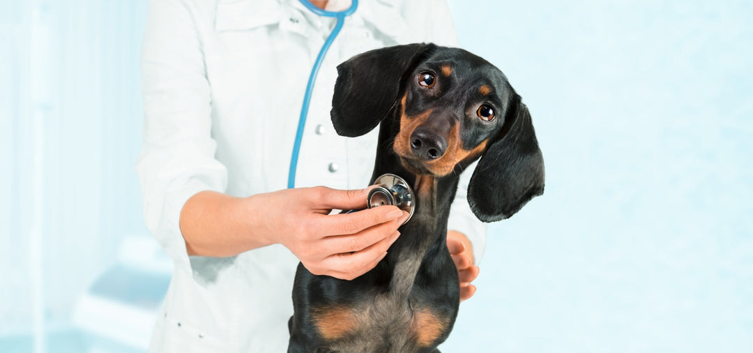 dog with a friendly vet