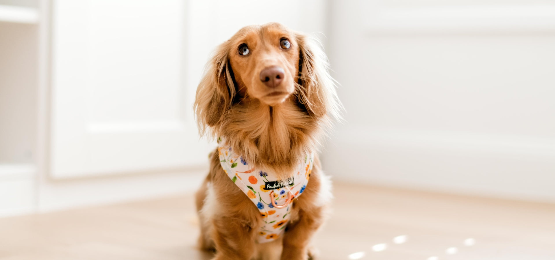 Bundle Collection Image Dachshund in sunflower harness