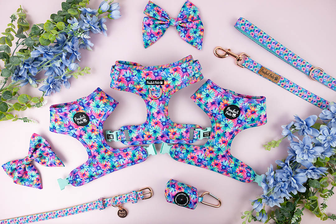 Daydream Believer dog accessories collection.