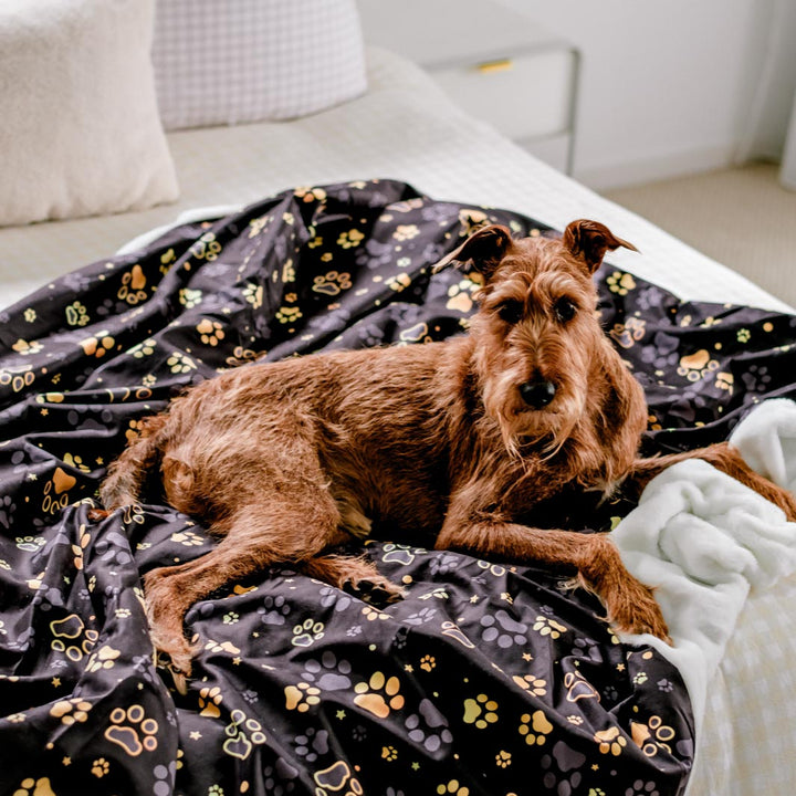 AmbassaDOG cosy on the I Love You BEARy Much Dog Blanket and Fur-niture Protector.