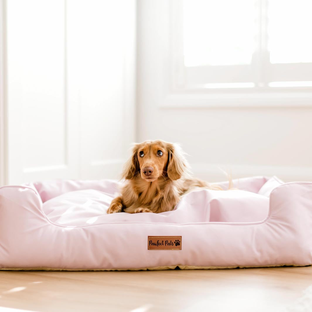 AmbassaDOG in the large Blush Breeze Snuggle Bud dog bed.