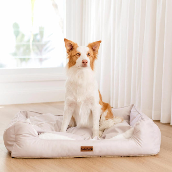 AmbassaDOG in the large Calm Biege Snuggle Bud dog bed.