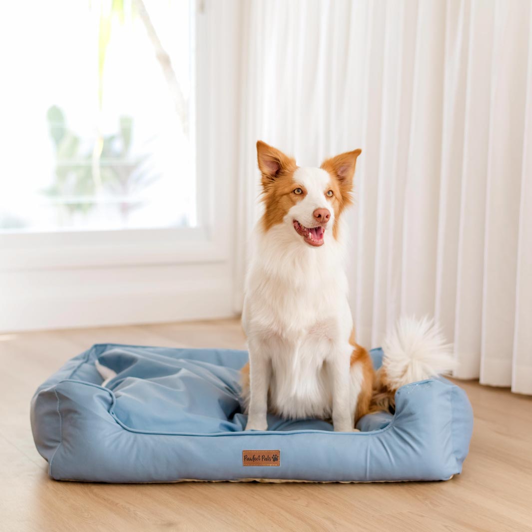 AmbassaDOG in the large Dusty Blue Snuggle Bud dog bed.