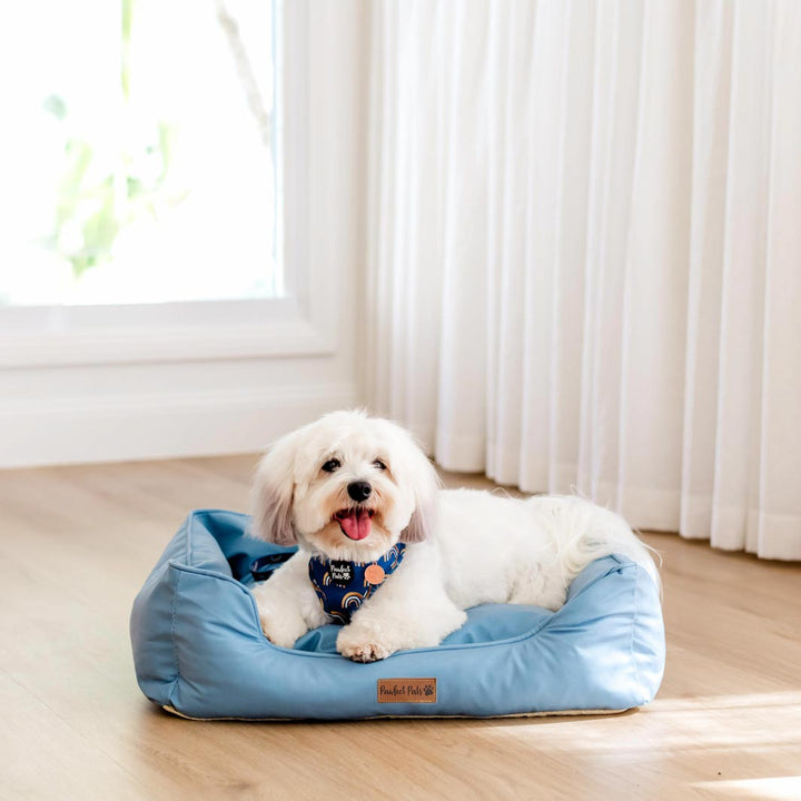 AmbassaDOG in the small Dusty Blue Snuggle Bud dog bed.