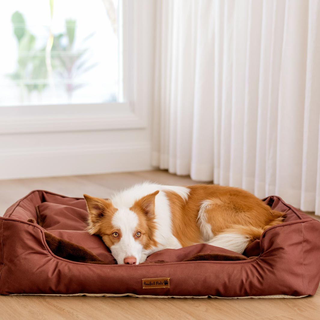 AmbssaDOG on the large Velvet Mocha Snuggle Bud dog bed.