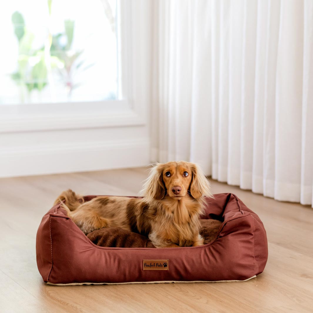 AmbssaDOG on the small Velvet Mocha Snuggle Bud dog bed.