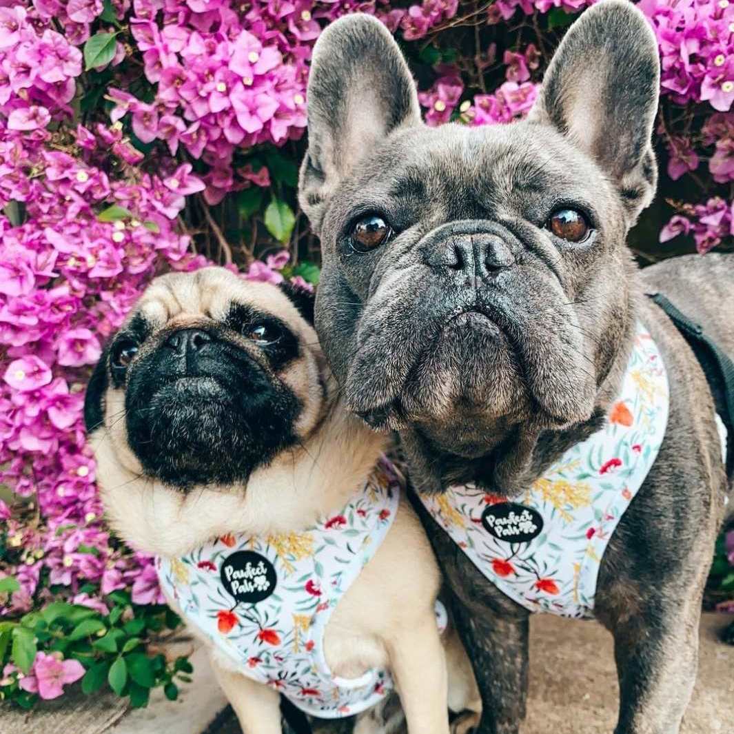 Australian Beauties Reversible Dog Harness Pawfect Pals