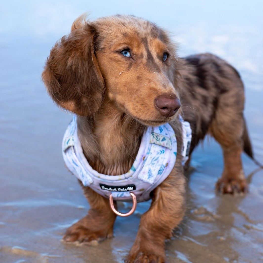 Daisy Printed Non-Pull Dog Harness-Pecan – Howl & Growl
