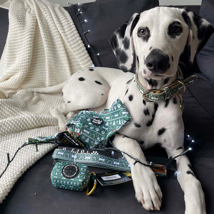 AmbassaDOG Gigi in the Deck the Paws - Green Sweater vegan leather dog collar.