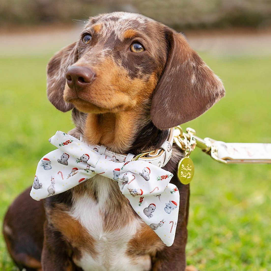 Christmas bow tie store collar for dogs