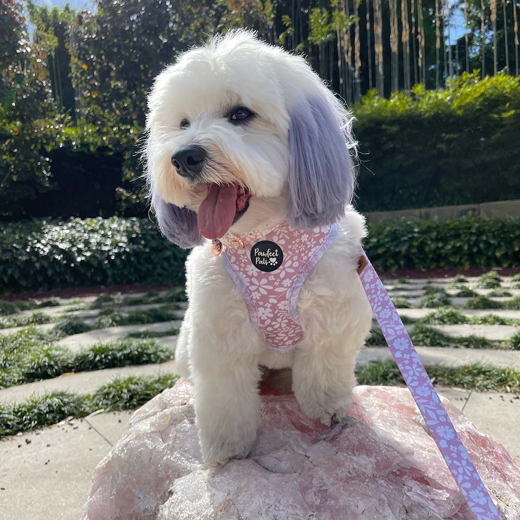 Precious Petal Reversible Dog Harness Pawfect Pals Afterpay