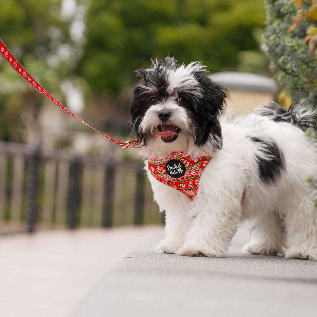 AmbassaDOG in the Sleigh-In It reversible harness and lead.