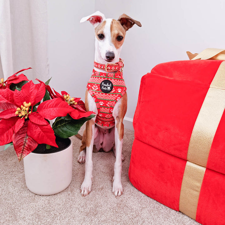 AmbassaDOG Pipa in the Sleigh-In It reversible harness and vegan leather collar.